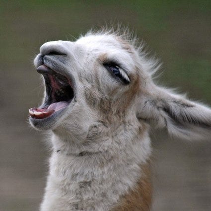 Screaming Llama